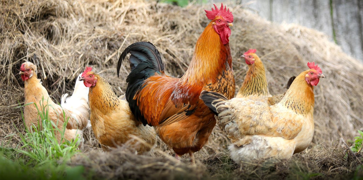 Zasíťování výběhu drůbeže proti ptačí chřipce a co doporučejí veterináři